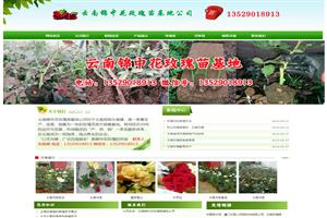 锦中花玫瑰苗