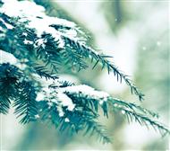 雪松图片